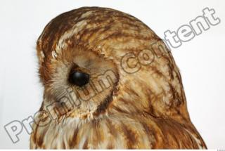 Tawny owl - Strix aluco 0011